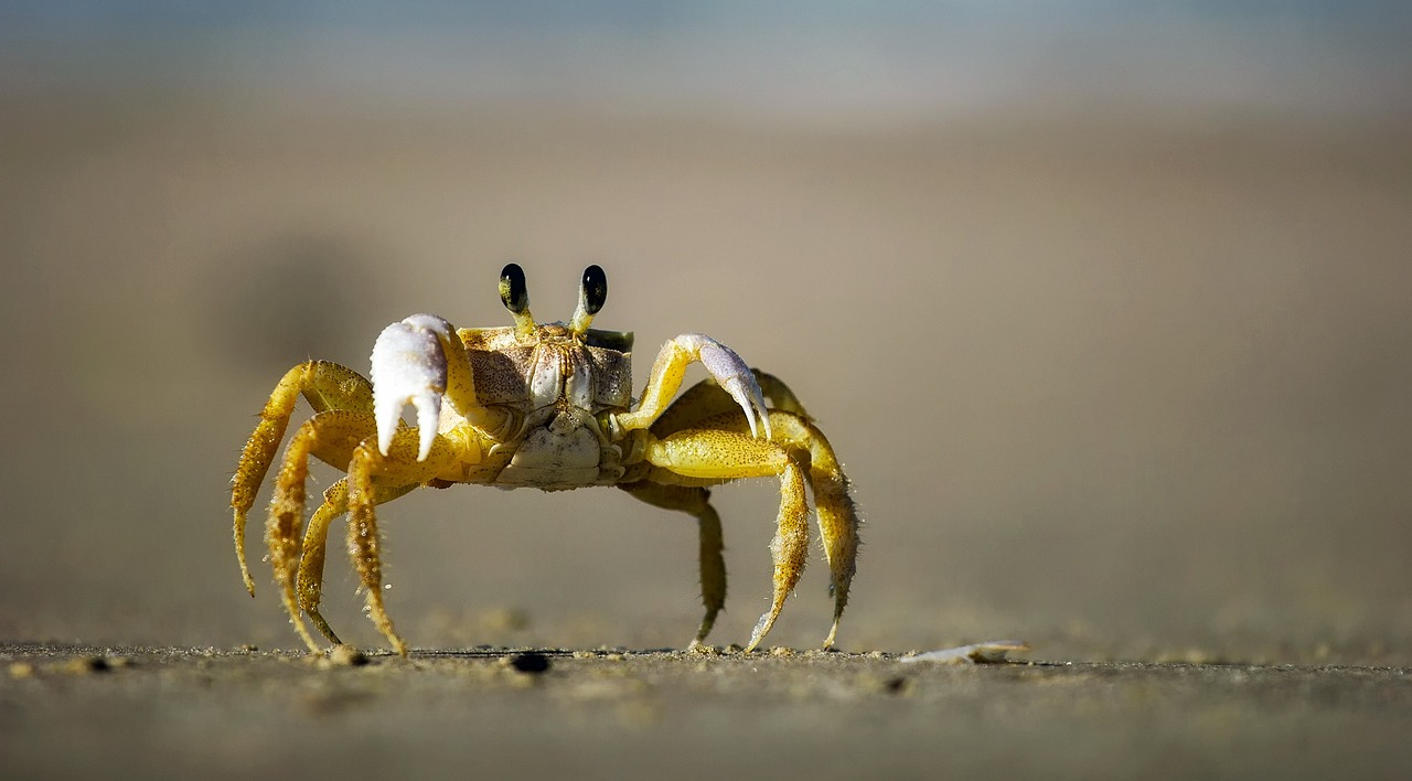 Wann sollte mein Baby krabbeln können?