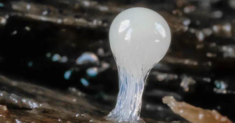 Slime selber machen ohne Kontaktlinsenlösung: die Alternativen