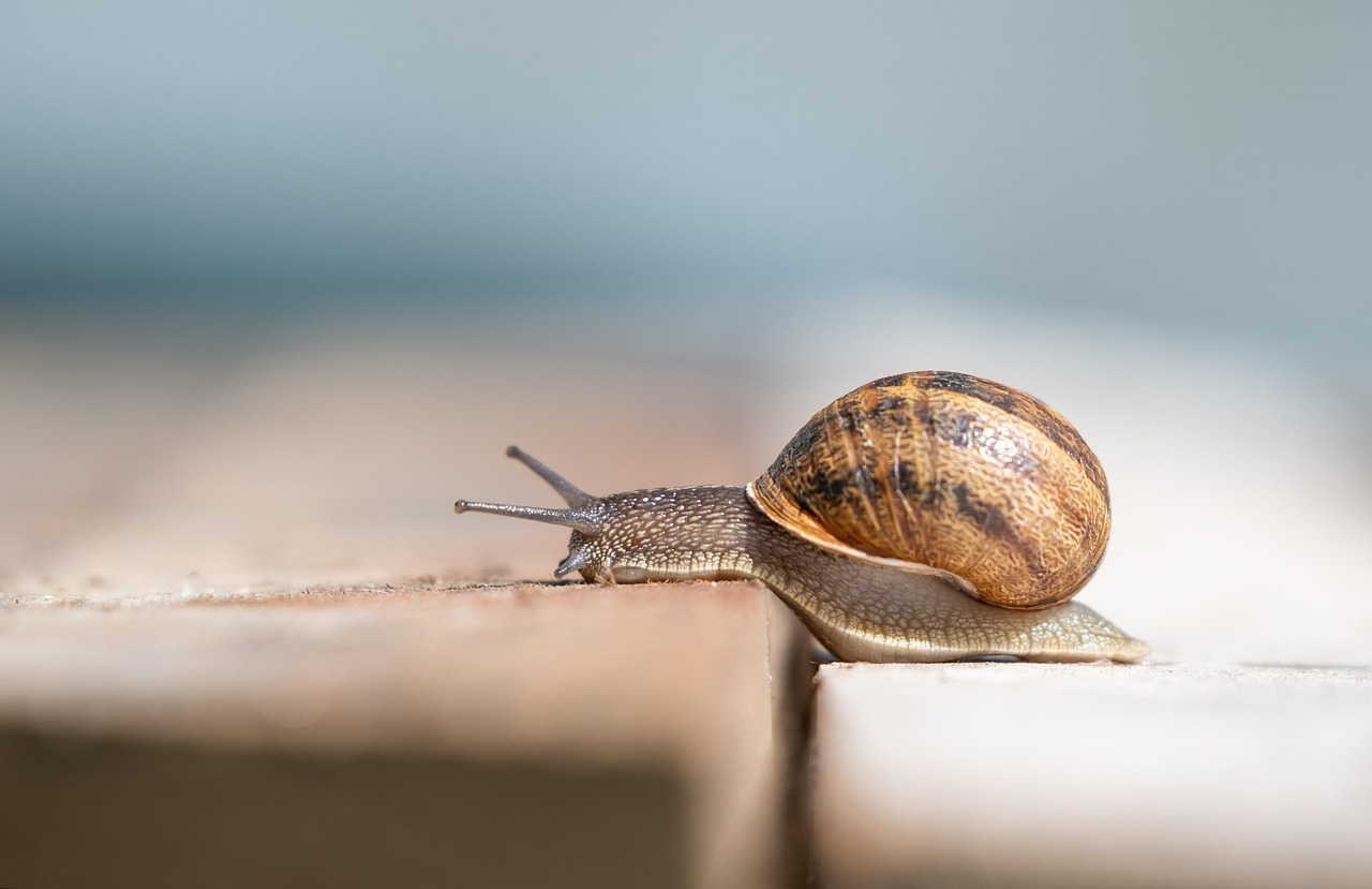 entdecken sie die welt des crawling: optimieren sie ihre website für suchmaschinen und verbessern sie ihre sichtbarkeit. lernen sie die besten praktiken und werkzeuge kennen, um ihr online-potenzial auszuschöpfen.