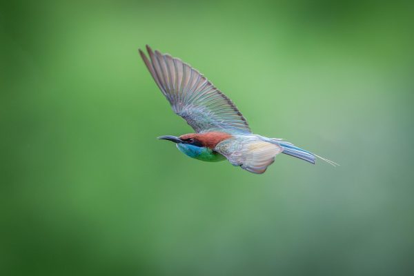 entdecken sie hilfreiche tipps und rezepte für wählerische esser. erfahren sie, wie sie gesunde mahlzeiten zubereiten, die auch den anspruchsvollsten gaumen erfreuen.